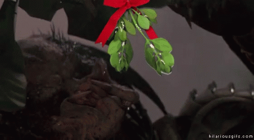 Mistletoe Xmas Jokes GIF - Mistletoe Xmas Jokes Merry Christmas GIFs