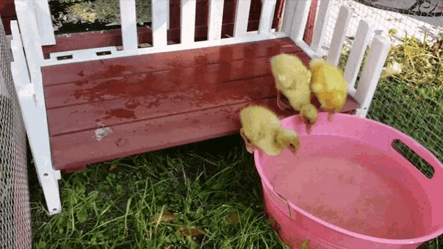 ducklings playing in a pink bucket of water