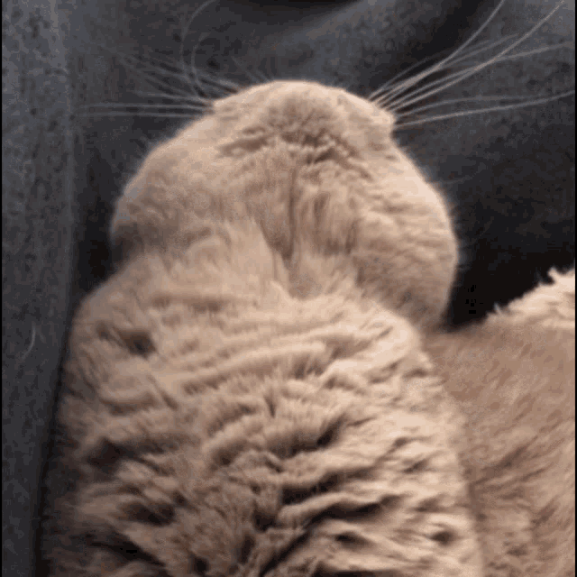 a close up of a cat 's face with a grey background
