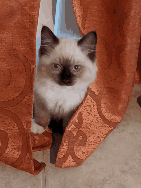 a kitten peeking out from behind a curtain