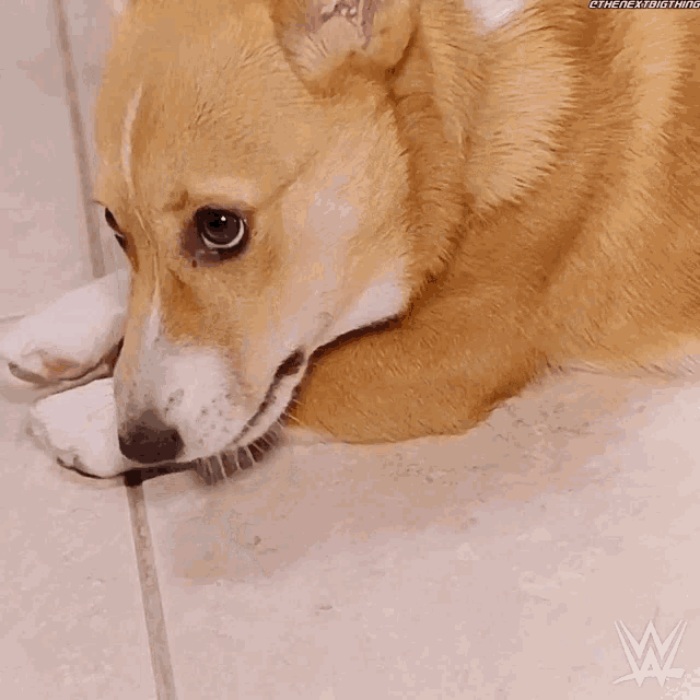 a dog laying on a tile floor with a wrestling logo on the bottom right