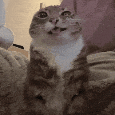 a close up of a cat with its tongue hanging out