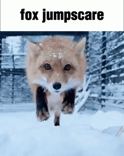 Fox Jumpscare GIF - Fox Jumpscare Meme GIFs