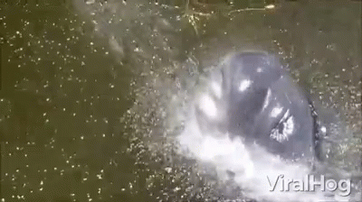 Spray Water GIF - Spray Water Hippo GIFs