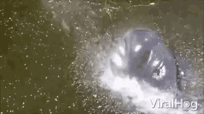 Spray Water GIF