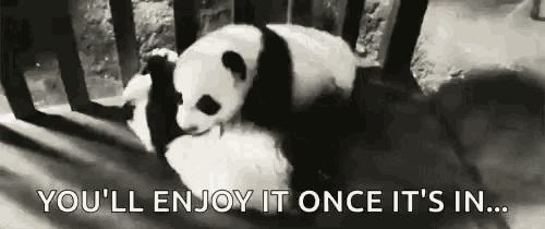 Panda Youll Enjoy It Once Its In GIF