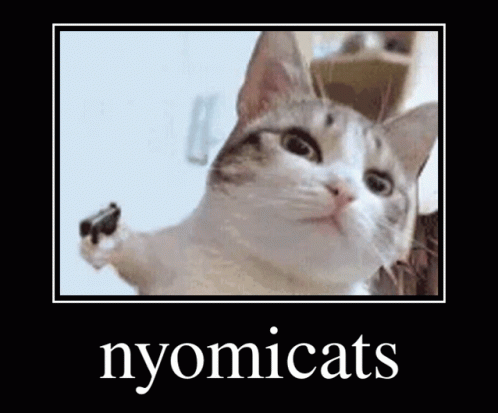 Nyomicats Nyomicita GIF