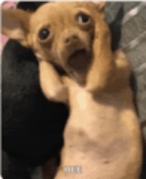 a chihuahua dog is laying on its back with its mouth open and looking at the camera .