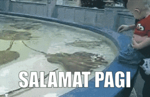 a baby looking at a stingray in a pool with the words salamat pagi above it