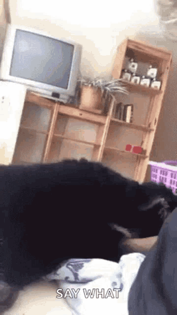 a black dog is laying on a bed next to a television and a bookshelf .