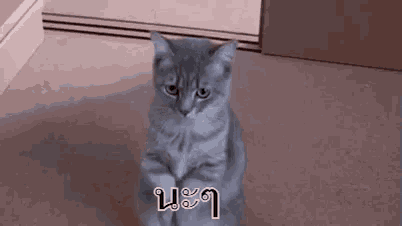 a gray cat is sitting on its hind legs on the floor and looking at the camera .