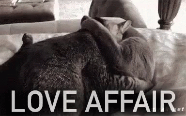 Love Affair Cats GIF - Love Affair Cats GIFs