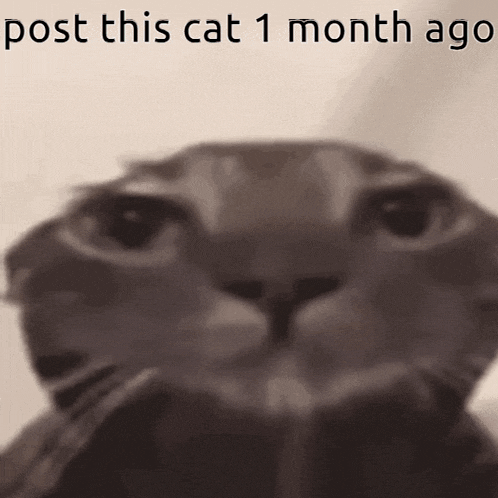 Post This Cat 1 Month Ago GIF - Post This Cat 1 Month Ago GIFs