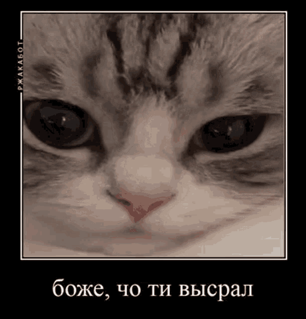 a close up of a cat 's face with a caption in a foreign language .