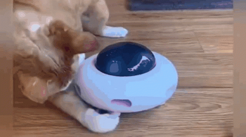 Cat Toy GIF - Cat Toy GIFs