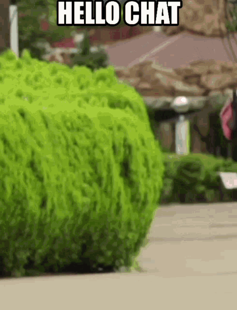 a person is standing in front of a bush and says hello chat