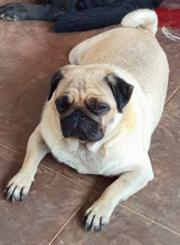 a pug dog laying on a tiled floor