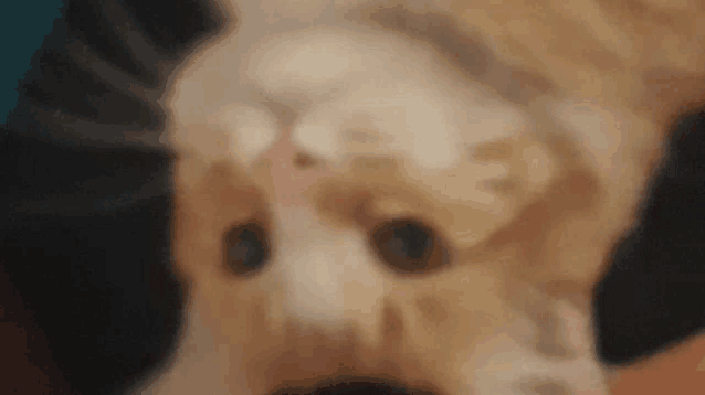 a close up of a cat 's face with a blurry background .