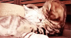 Cat Hug GIF - Cat Cuddle Groom GIFs