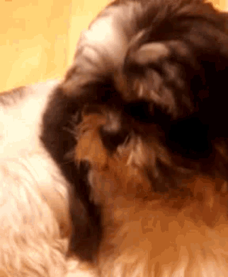 a close up of a dog 's face with a blurred background