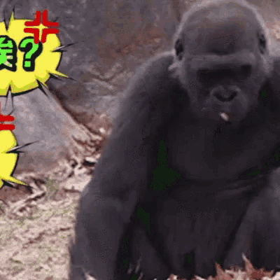 a gorilla is sitting in front of a yellow speech bubble that says ' ? '