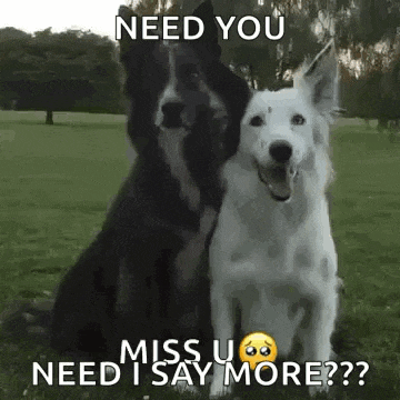 a black and white dog sitting next to each other in a field with the words `` need you miss u need i say more '' .