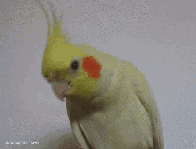 a cockatiel with a yellow head and orange beak is standing on a white surface