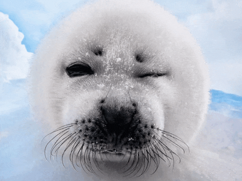 a seal with its eyes closed looks at the camera with a blue sky in the background