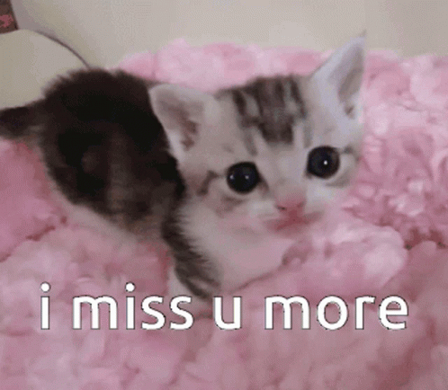 I Miss U Cat Love GIF - I Miss U Cat Love Cat GIFs