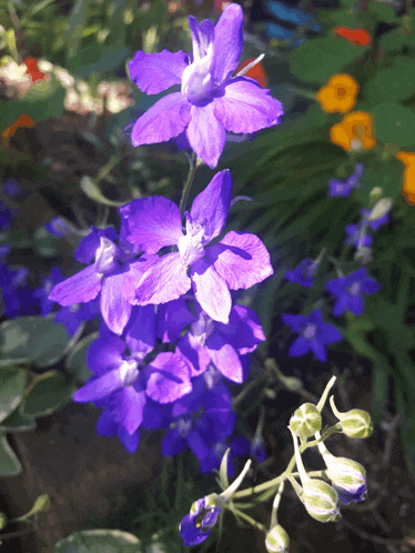 a purple flower with a white center is surrounded by other purple flowers
