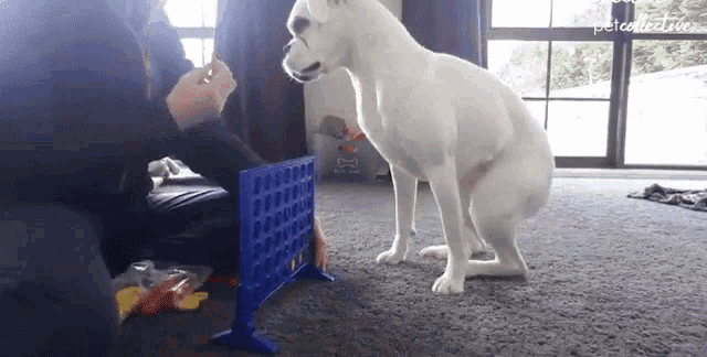 Playing The Pet Collective GIF - Playing The Pet Collective Having Fun GIFs