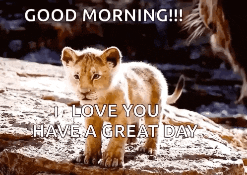 a lion cub is standing on a rock with the words good morning i love you have a great day .