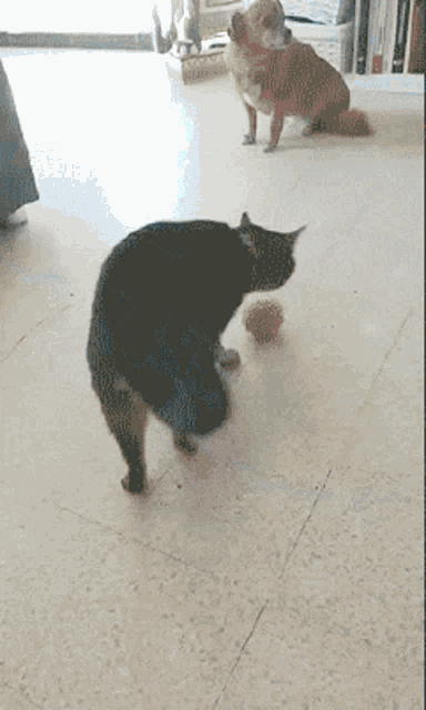 Cat Bounce GIF - Cat Bounce Funny GIFs