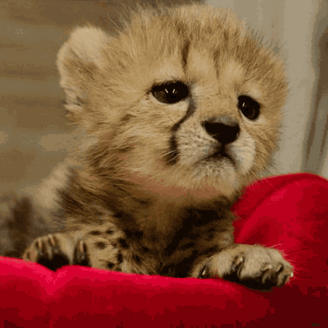 a cheetah cub is laying on a red pillow and looking at the camera
