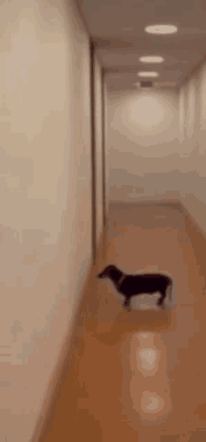 a dachshund is walking down a hallway alone