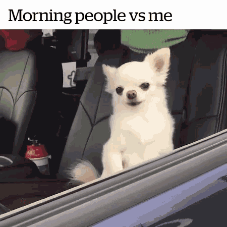 Dog Morning People Vs Me GIF - Dog Morning People Vs Me Dogs GIFs