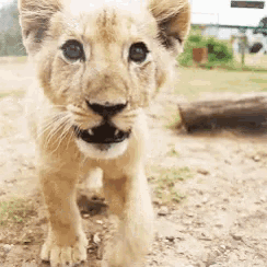 a close up of a lion cub walking on the ground