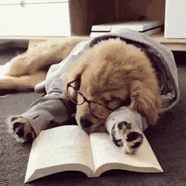 Dog Study GIF