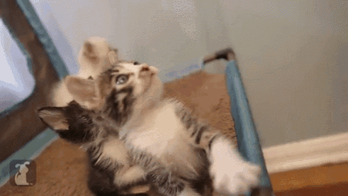 two kittens are playing with each other in a cage and one is looking up at the camera .