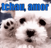 a small white dog with the words tchau amor written above it