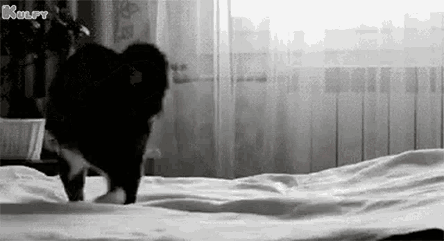 Play Yourself By Jumping Gif GIF - Play Yourself By Jumping Gif Cat GIFs