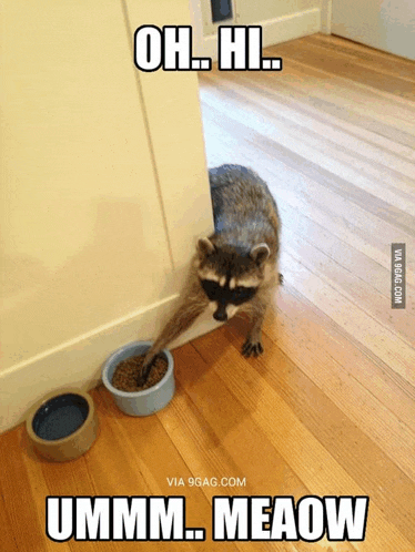 a raccoon is reaching into a bowl of food with the caption oh hi ummm meow
