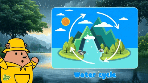 a picture of a water cycle with a bear in a raincoat