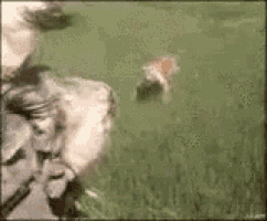 Animals Tigers GIF