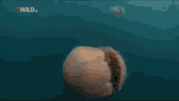 a jellyfish is swimming in the ocean with wild written on the bottom of the screen