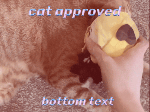a picture of a cat with the words cat approved bottom text below it