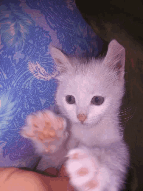a white kitten is being held in someone 's hands