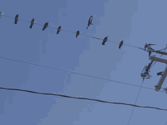 a row of birds perched on a wire against a blue sky