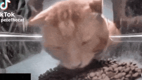 a cat is eating food out of a bowl in a glass container .