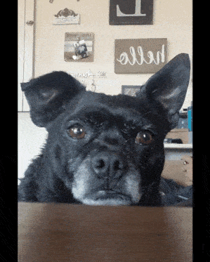 a black dog is looking over a table in front of a wall with a sign that says allen